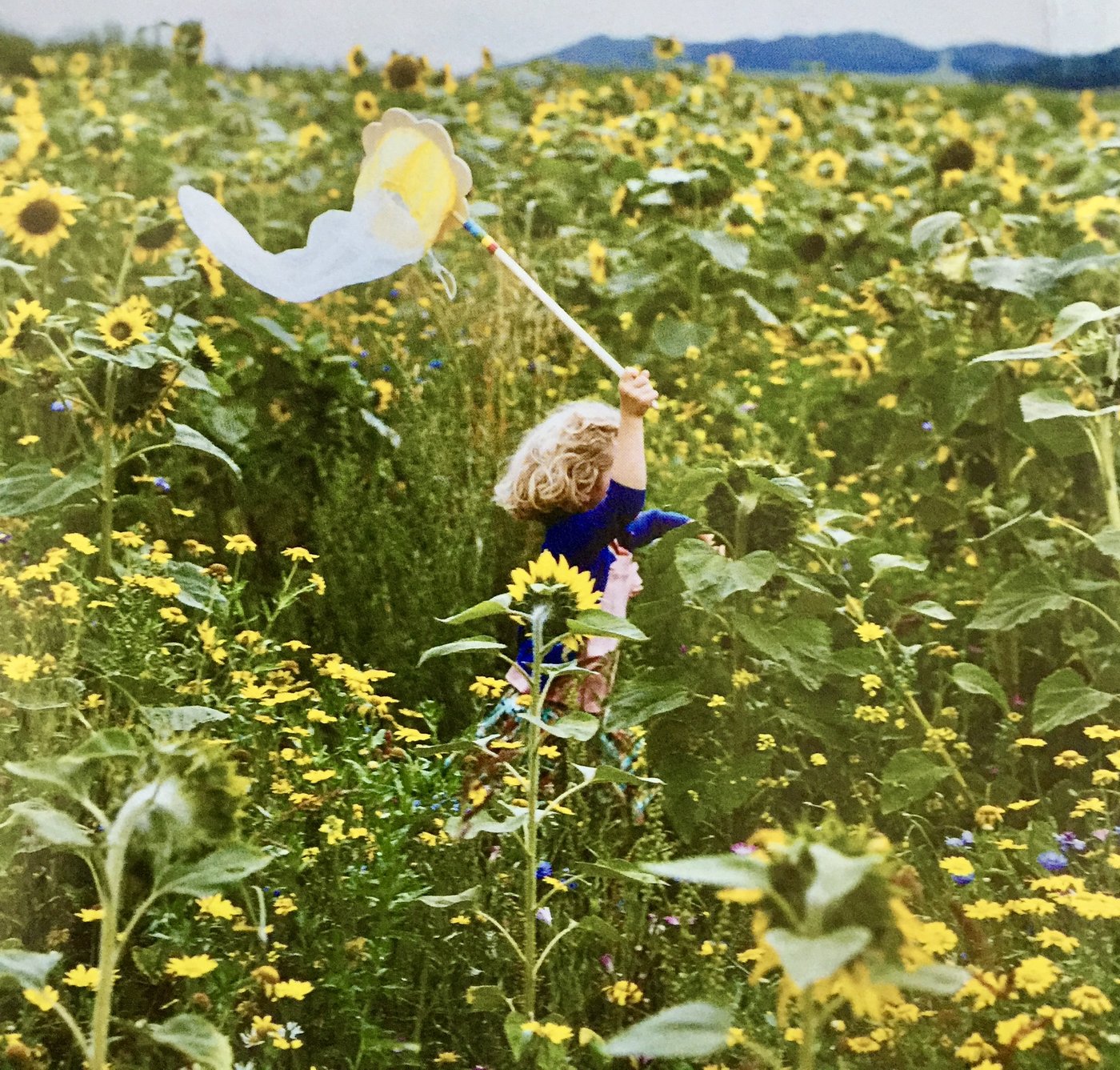 A summer day in a field of sunflowers